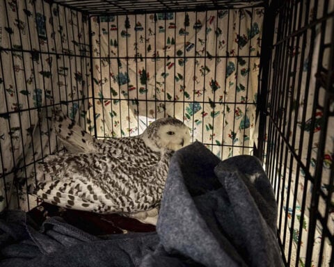 Snowy owl rescued from car grille by Minnesota woman who saved another bird hours earlier