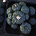 Peyote sacred to Native Americans threatened by psychedelic renaissance and development