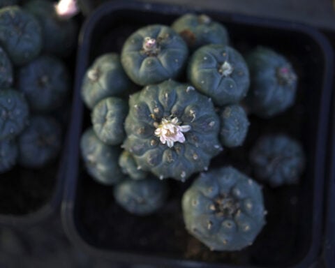 Peyote sacred to Native Americans threatened by psychedelic renaissance and development