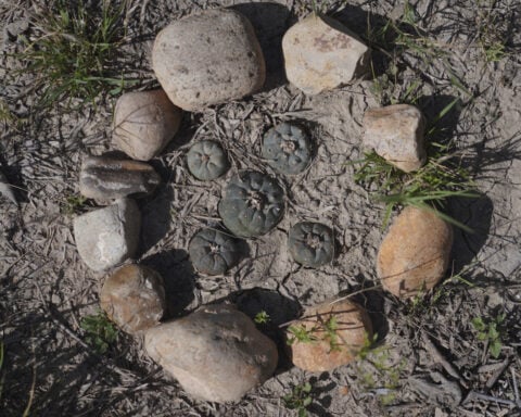 Why this Mexican American woman played a vital role in the US sacramental peyote trade