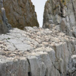 Record heat wave killed half of this Alaska bird population, and they aren’t recovering