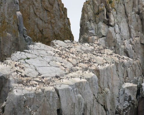 Record heat wave killed half of this Alaska bird population, and they aren’t recovering