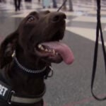 TSA explosive detection K9 teams help keep travelers safe during holiday rush