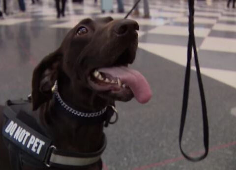 TSA explosive detection K9 teams help keep travelers safe during holiday rush