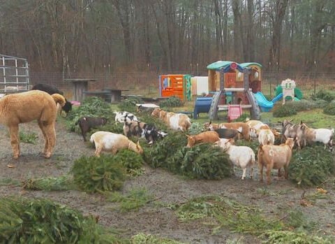 Looking to get rid of your Christmas tree? This farm will feed it to its goats