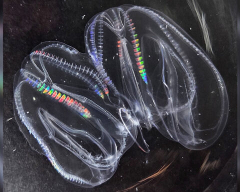 The comb jelly, one of the oldest animals on Earth, can fuse with another