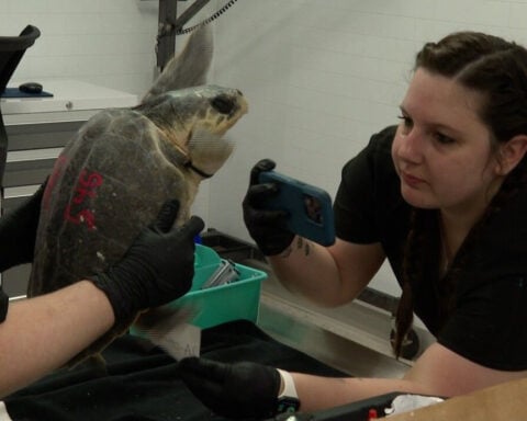 Cold-stunned turtles flown to Corpus Christi for help at the Texas State Aquarium