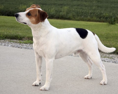 Meet the Danish-Swedish farmdog, the newest breed in the American Kennel Club's lineup