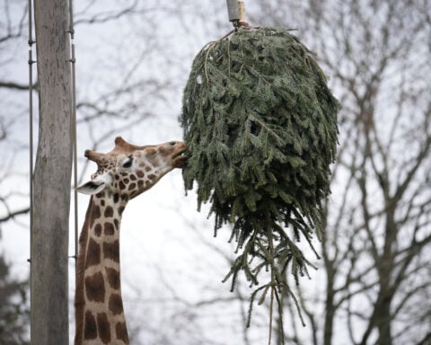 It's Christmas for the elephants as unsold trees are fed to the animals at Berlin Zoo