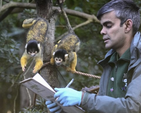 London Zoo's residents are counted in their annual stocktake, including 2 baby gorillas