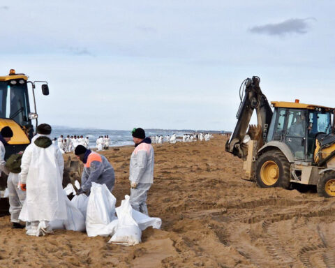 More than 30 dolphins have died since an oil spill near southern Russia, experts say