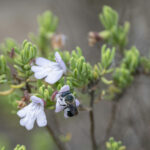 Plants that evolved in Florida over millennia now face extinction and lack protection