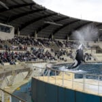 Closure of French marine park sparks outcry over future of its two orcas