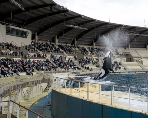 Closure of French marine park sparks outcry over future of its two orcas