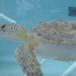 Loggerhead Marinelife Center helping treat, protect sea turtles