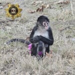 Monkey in a tutu escapes from a home. Missouri sheriff's office says the capture was 'bananas'