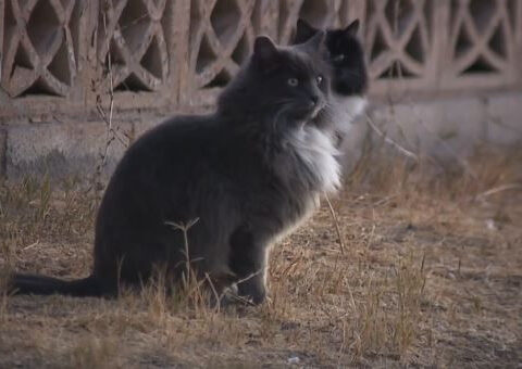 A community of cats is facing demolition, now there’s a push to save them