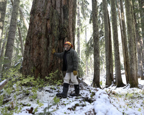 Biden administration withdraws old-growth forest plan after getting pushback from industry and GOP