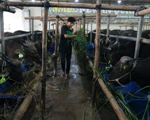 Indonesian government tells ranchers to import cattle for school meals programme