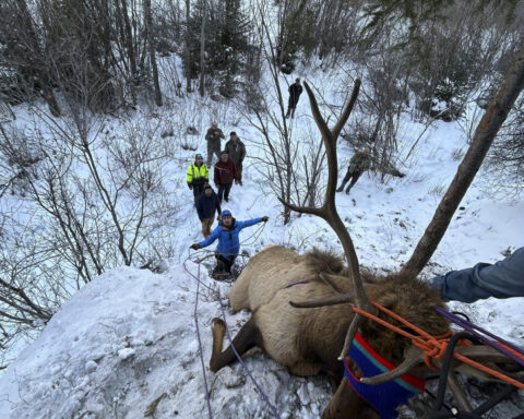 Elk on a shelf: Colorado wildlife officials rescue elk tangled in rope on ice climbing route