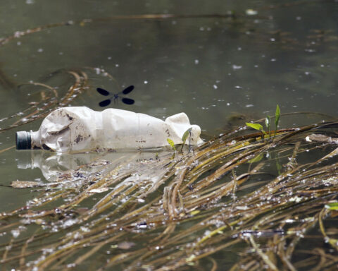 New research shows a quarter of freshwater animals are threatened with extinction