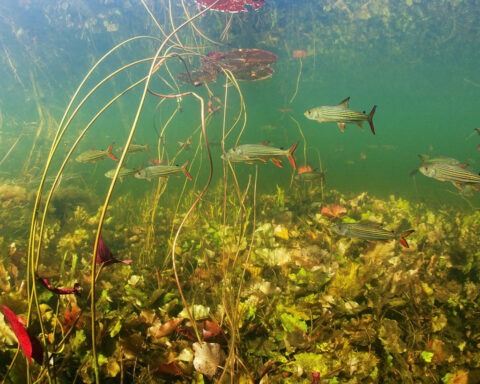 Study documents extinction threats to world's freshwater species