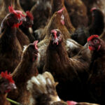 World animal health body urges tighter bird flu controls after US death