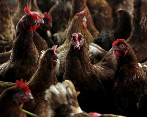 World animal health body urges tighter bird flu controls after US death