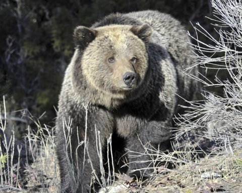 US will keep protecting more than 2,000 Rocky Mountain grizzly bears