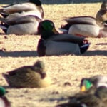 Bird flu cases surging in southern Minnesota, DNR says