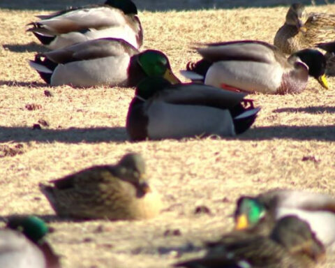 Bird flu cases surging in southern Minnesota, DNR says