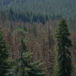 Trees ‘remember’ wetter times − never having known abundant rain could buffer today’s young forests against climate change