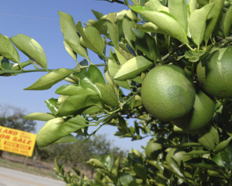 Florida orange juice and steel will be on Canada's list for retaliation if Trump imposes tariffs