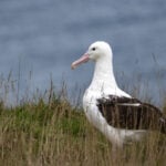 An albatross couple shares egg duty in this captivating low-drama reality show