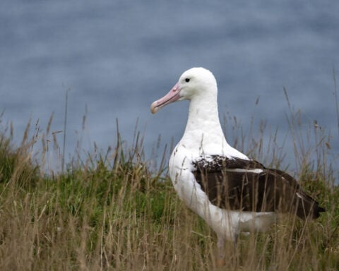 An albatross couple shares egg duty in this captivating low-drama reality show