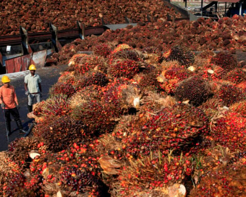 Malaysian palm oil stocks hit 19-month low in December as output drops