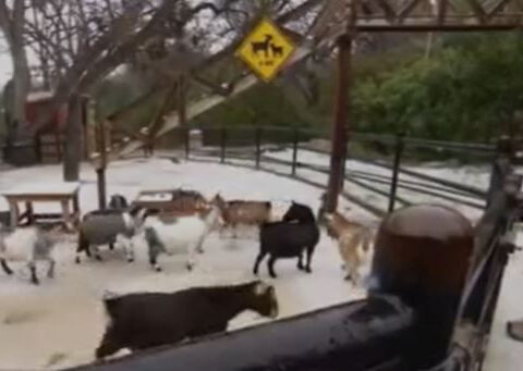 Fort Worth Zoo takes extra steps to keep animals safe in the winter weather