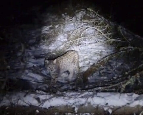 Lynx on the loose in Scotland highlight debate over reintroducing species into the wild