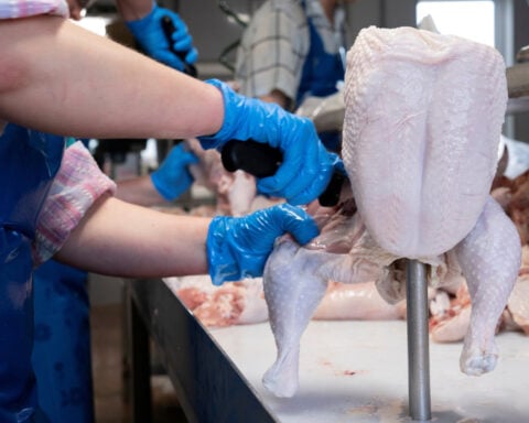 US chicken, pork plant workers face higher health risks, USDA studies confirm