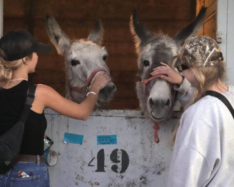 Californians scrambled to evacuate dogs, cats, horses, even pigs as LA flames closed in