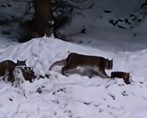 Fears of ‘rogue rewilding’ grow in Scottish Highlands after four lynx captured by park rangers