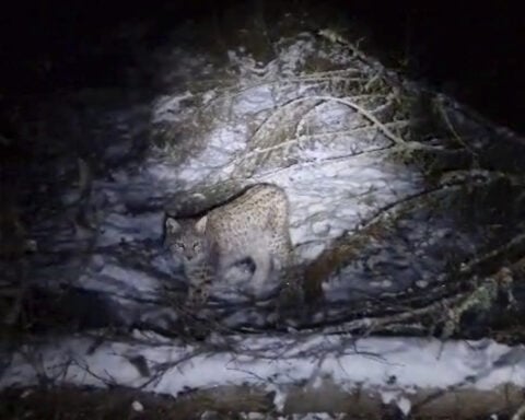 One of four lynx captured in the Scottish Highlands dies