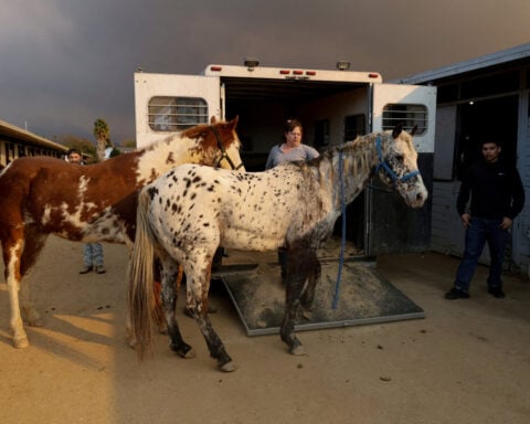 Animal rescuers care for LA fire evacuees - dogs, donkeys, horses