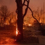 Los Angeles tree advocates wait and hope that fire damage won't be too severe