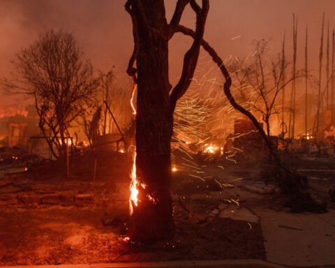 Los Angeles tree advocates hope their vital work recovers from devastating fires