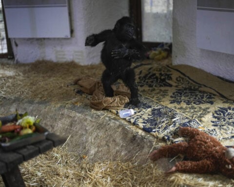 A young gorilla rescued from aircraft hold recovers at Istanbul zoo