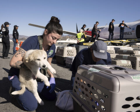 24 dead as fire crews try to corral Los Angeles blazes before winds return this week