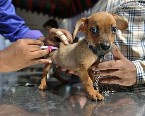 Vaccine hesitancy among pet owners is growing – a public health expert explains why that matters