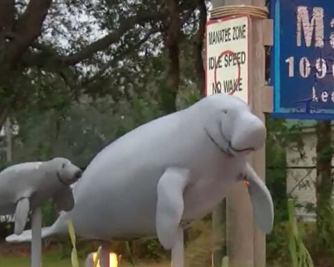 Proposed rule to keep Florida manatees as threatened species sparks controversy