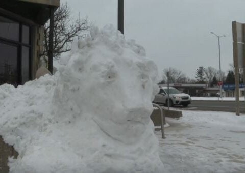 Artist creates eye-catching Lions snow sculpture